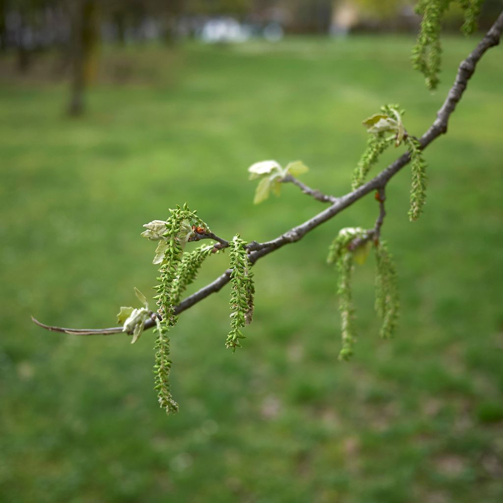 Populus alba - Álamo blanco