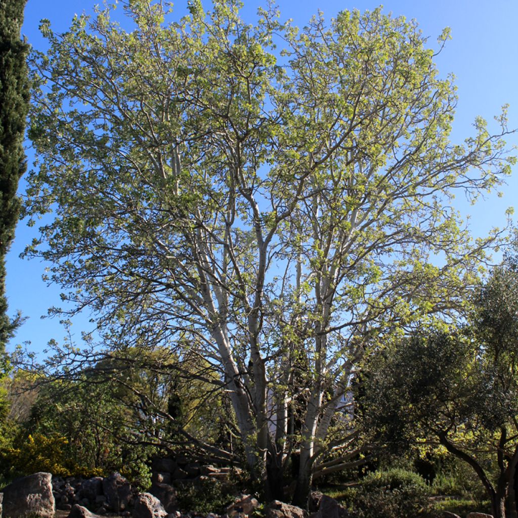 Populus alba - Álamo blanco