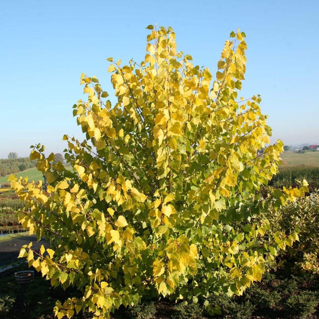 Populus x canadensis Serotina Aurea - Álamo negro del Canadá