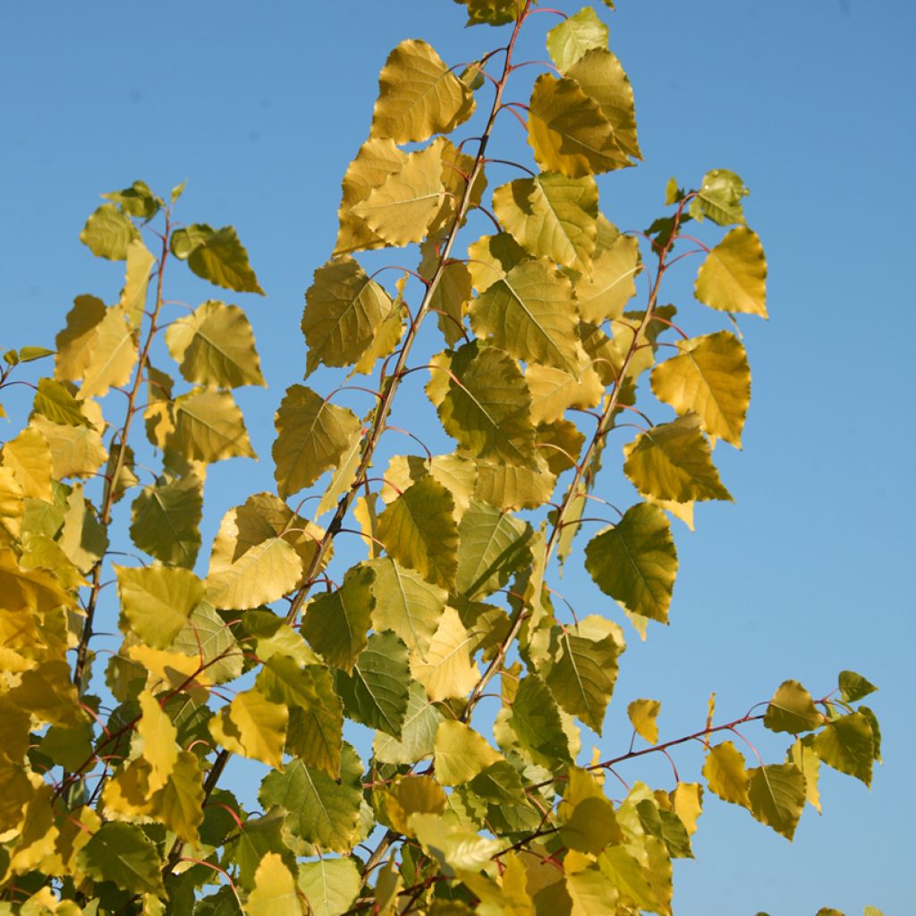 Populus x canadensis Serotina Aurea - Álamo negro del Canadá