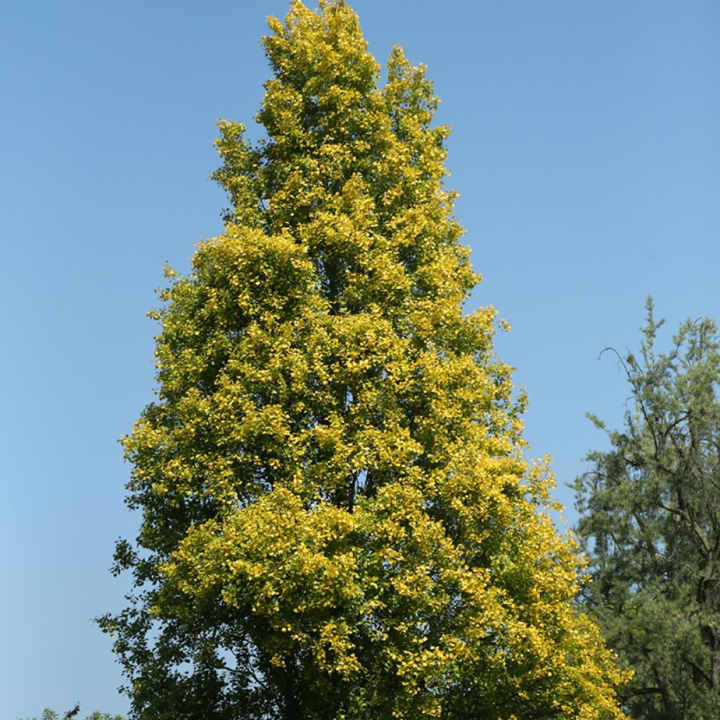 Populus nigra Lombardy Gold - Álamo negro