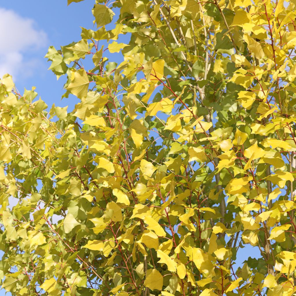 Populus nigra Lombardy Gold - Álamo negro