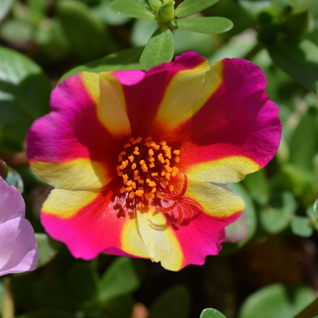 Portulaca oleracea Campino Twist Pink