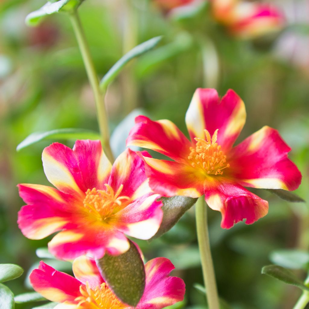 Portulaca oleracea Campino Twist Pink
