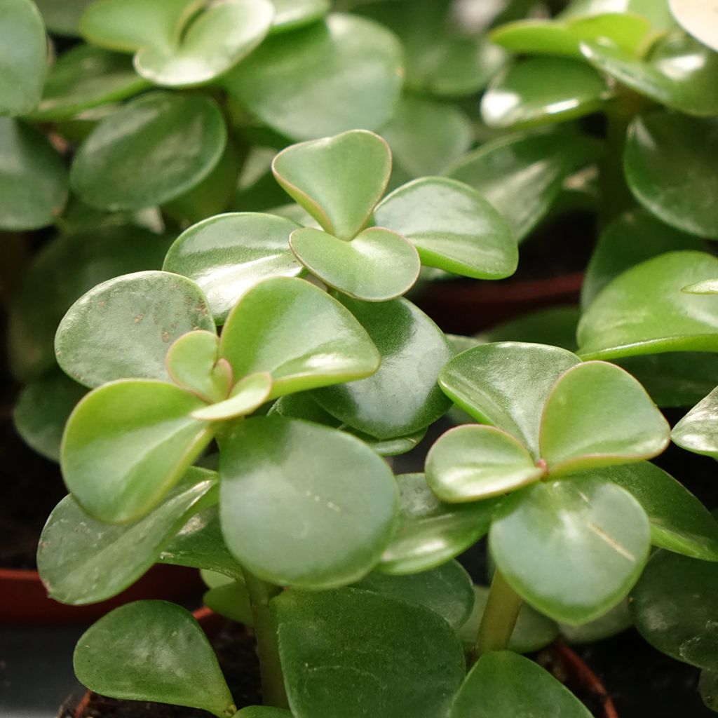 Portulacaria afra Variegata - Árbol de la Abundancia