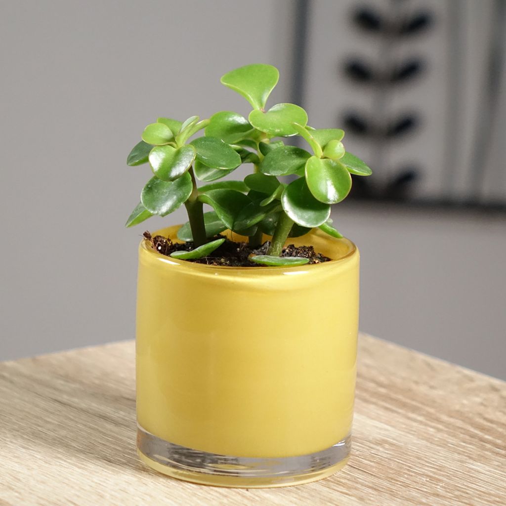 Portulacaria afra Variegata - Árbol de la Abundancia