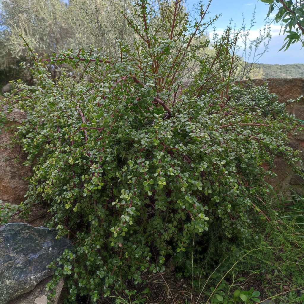 Portulacaria afra - Árbol De La Abundancia