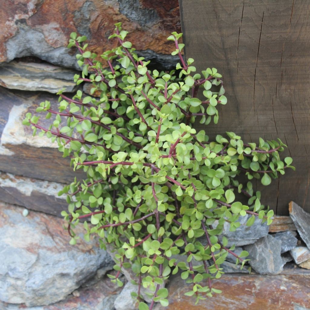 Portulacaria afra - Árbol De La Abundancia