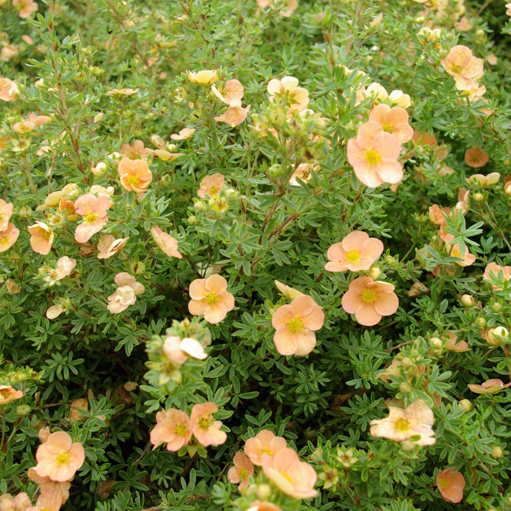 Potentilla fruticosa Daydawn - Cincoenrama leñoso