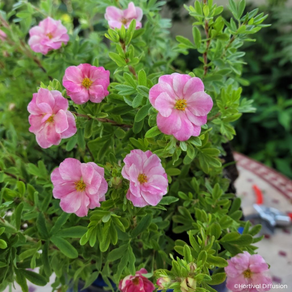 Potentilla fruticosa Double Punch Pink - Cincoenrama leñoso