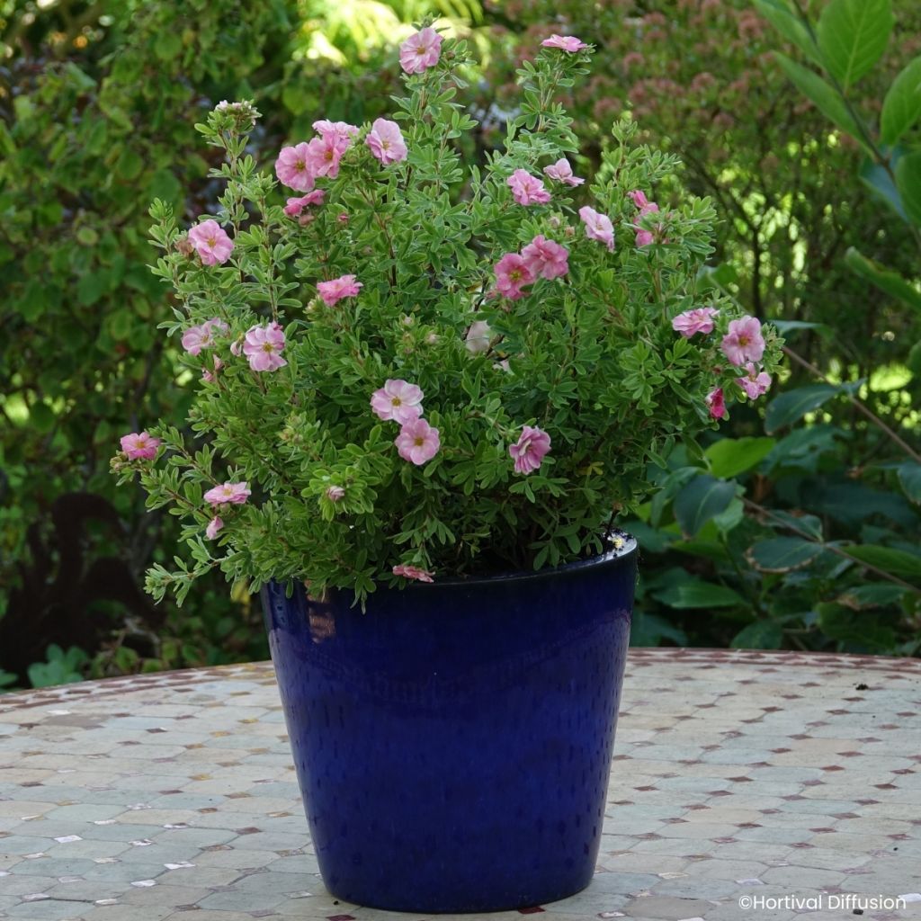Potentilla fruticosa Double Punch Pink - Cincoenrama leñoso