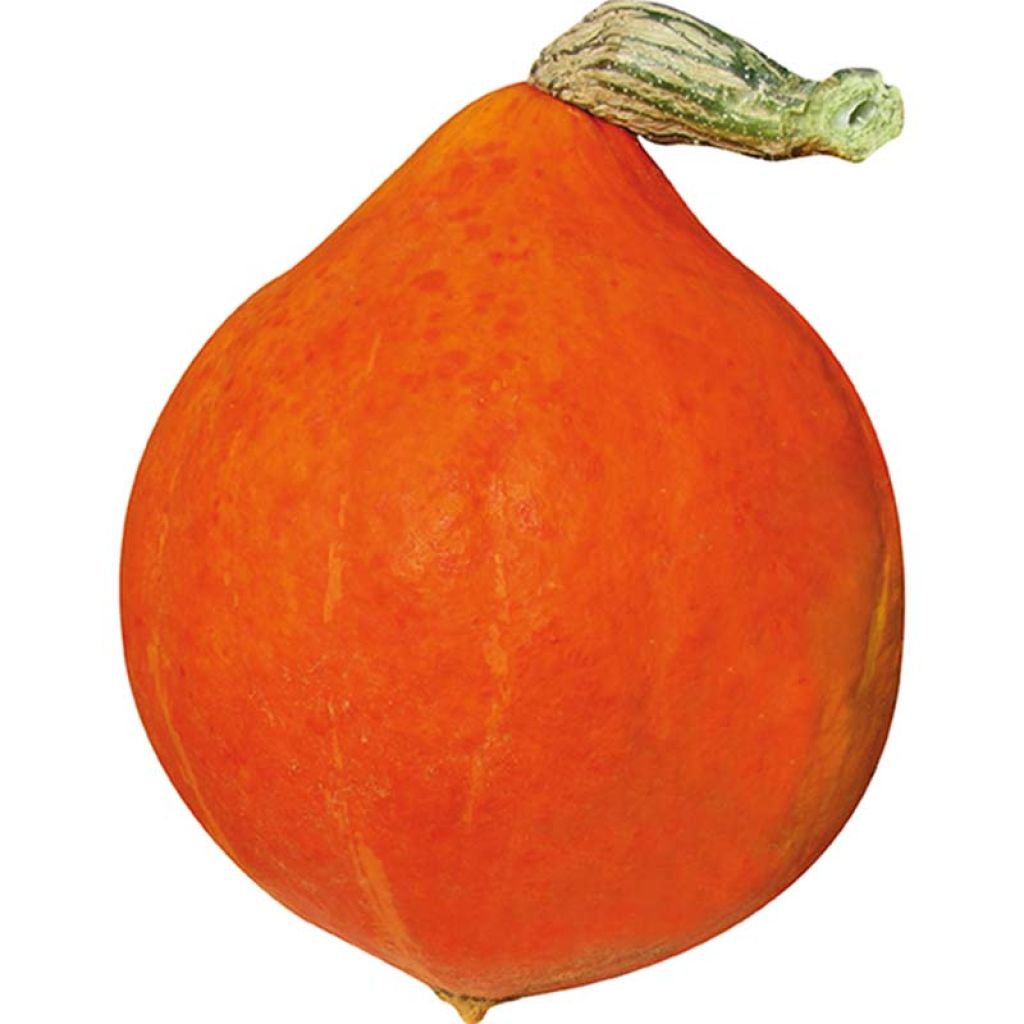 Calabaza Divine F1 GV 52054