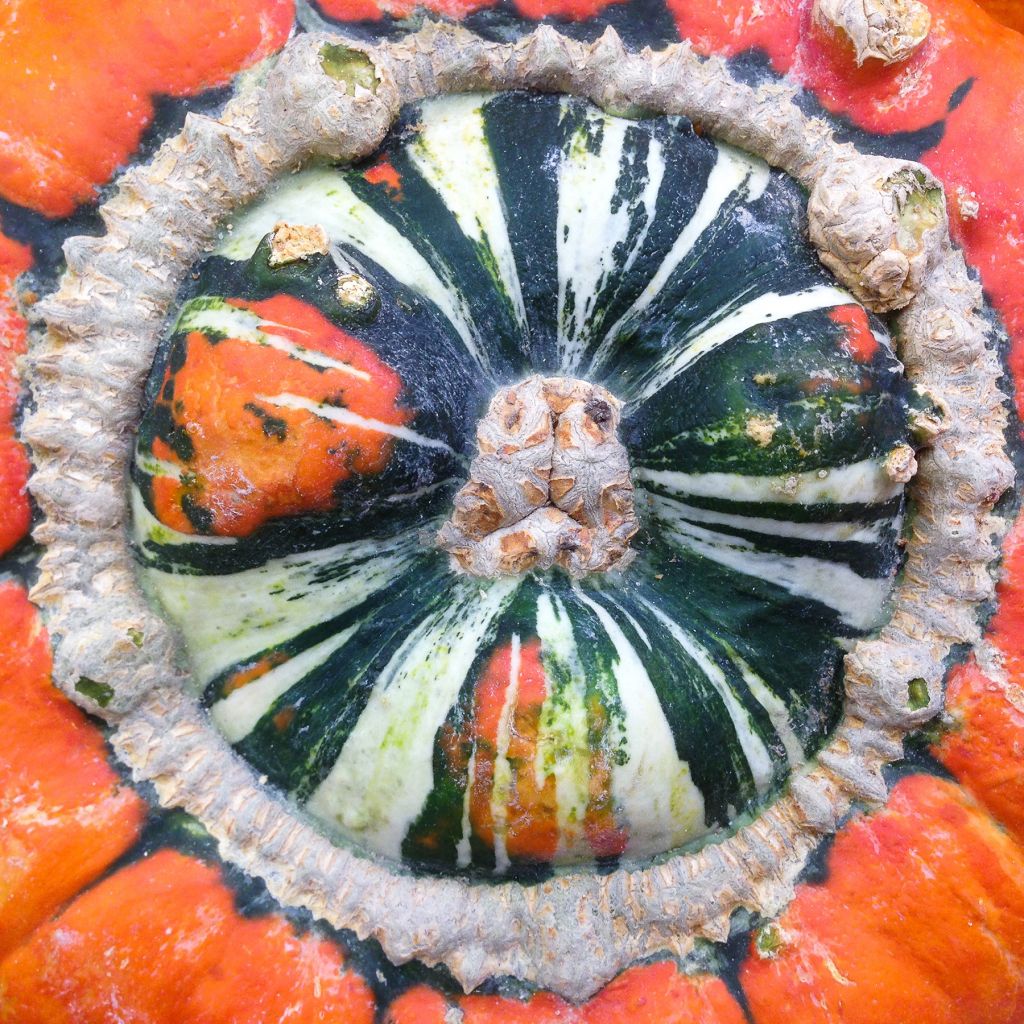Calabaza Giraumon Turban