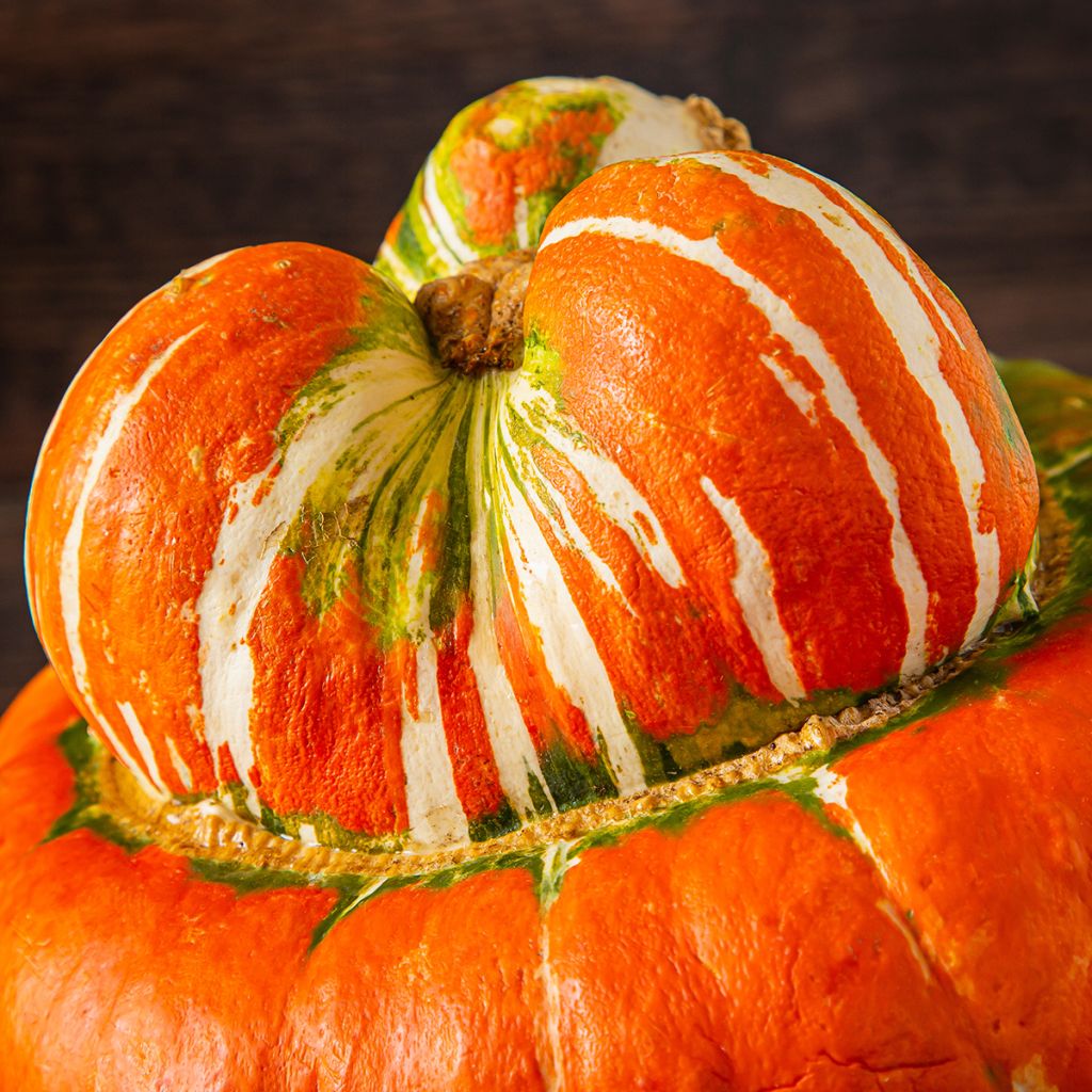 Calabaza Giraumon Turban