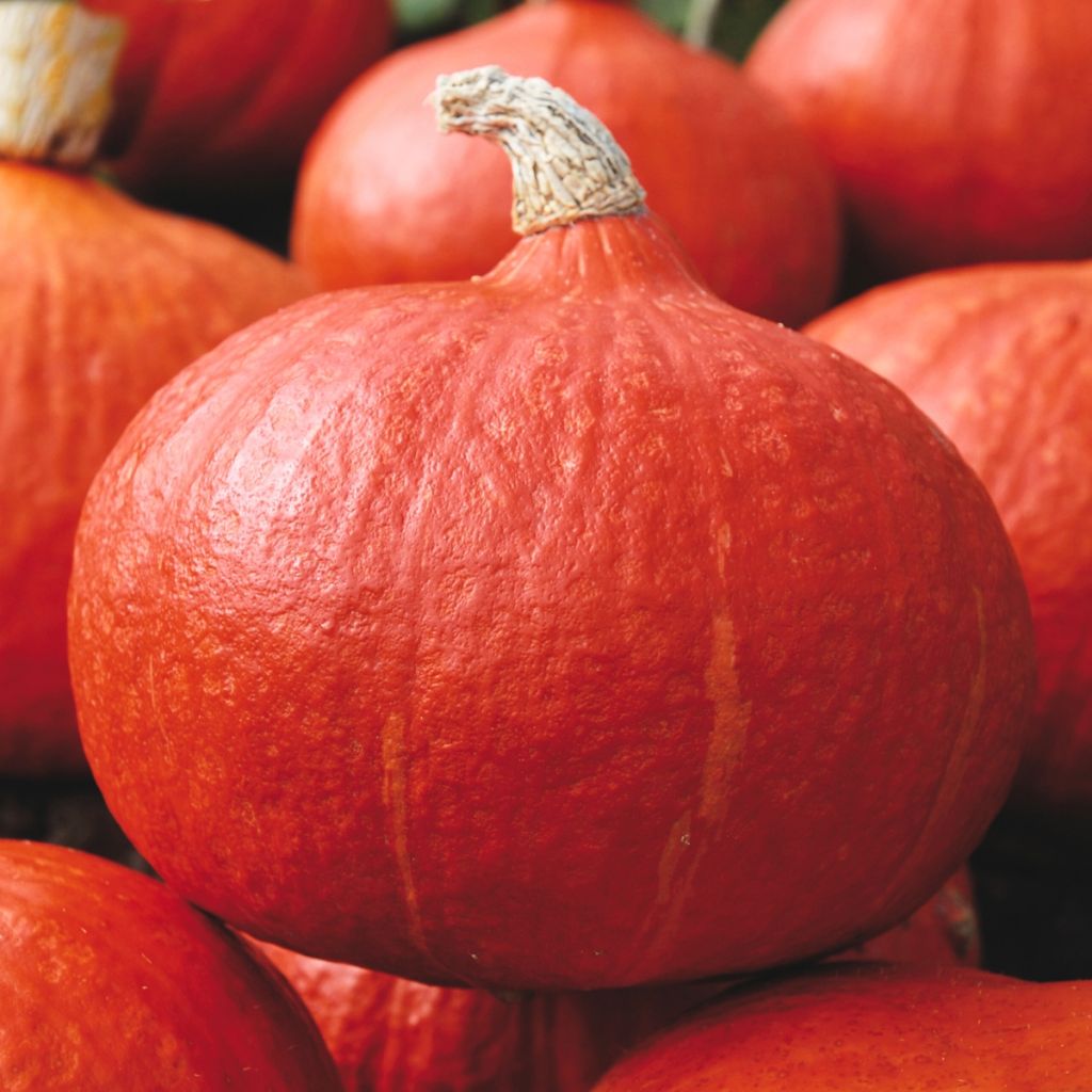  Calabaza Orange Summer F1