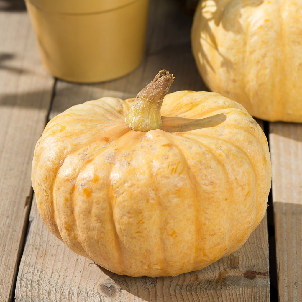 Calabaza Australian Butter