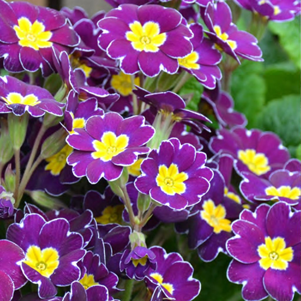 Primula elatior Veristar Late Twinkle Violet