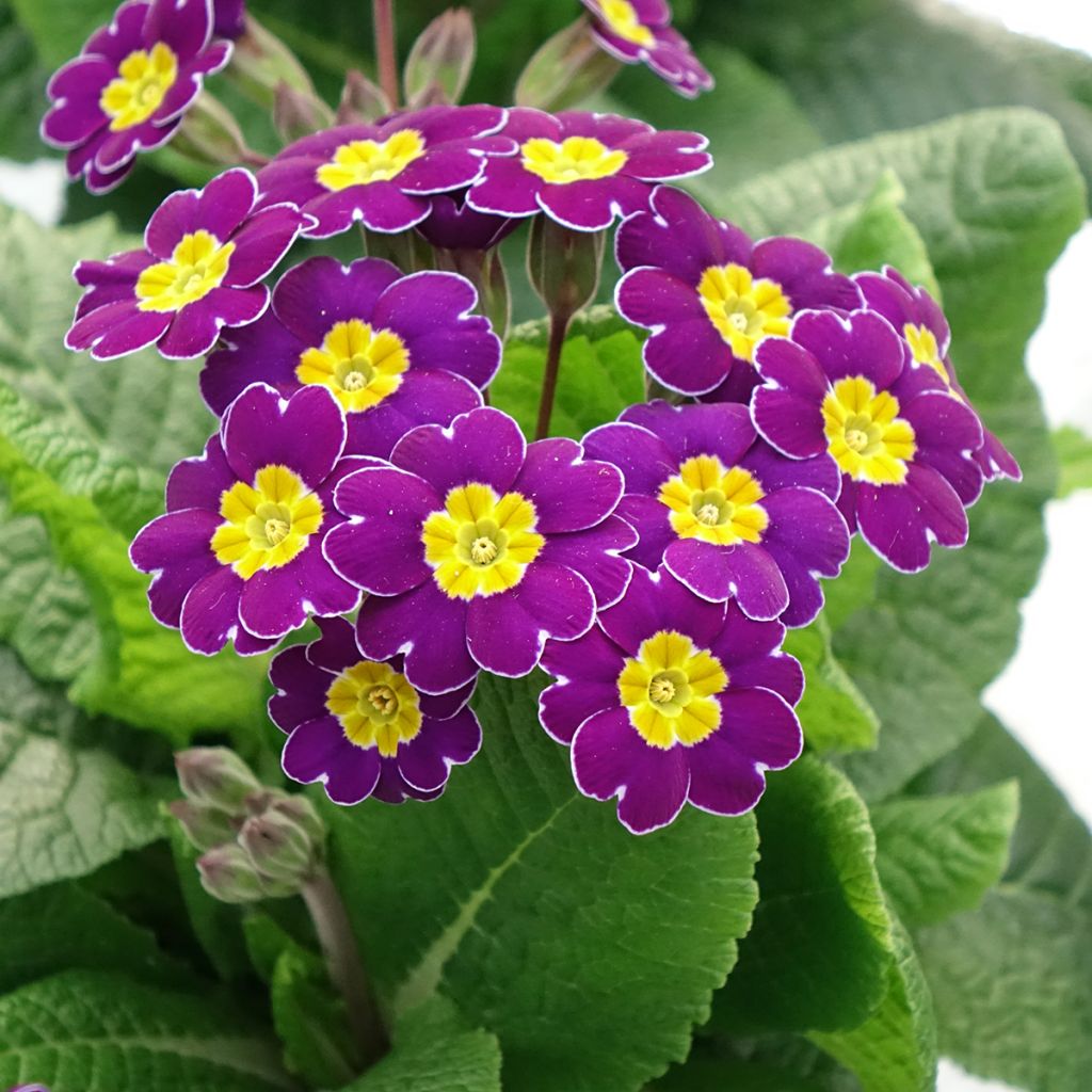 Primula elatior Veristar Late Twinkle Violet