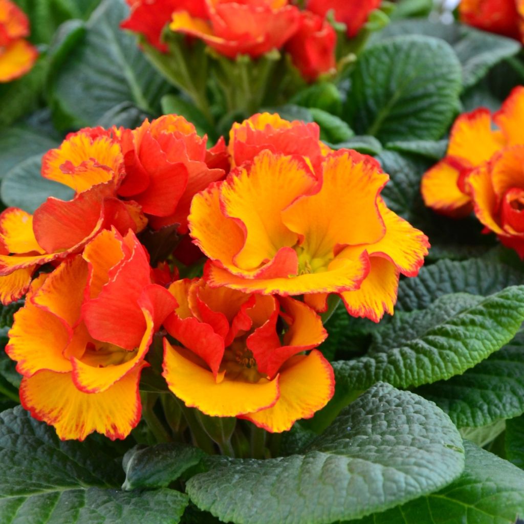 Prímula Chinese New Year - Primula acaulis