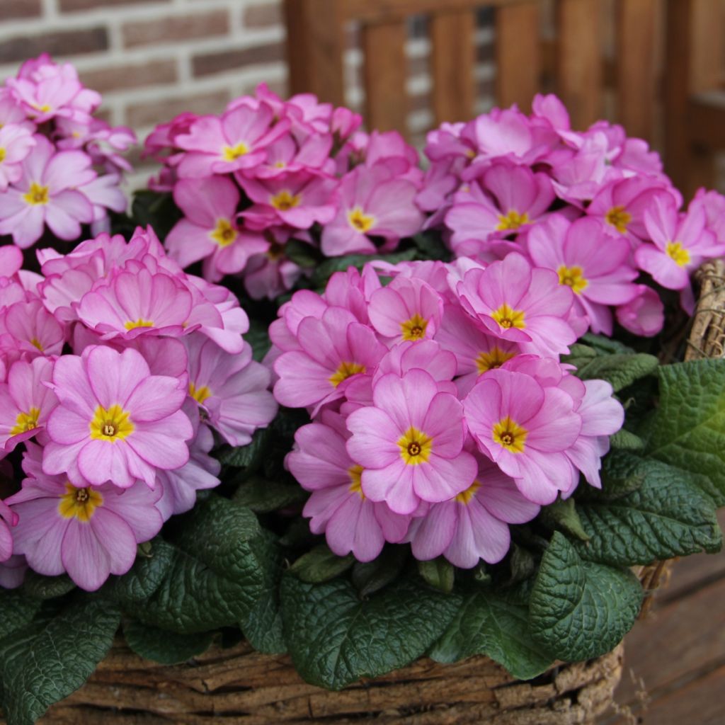 Prímula Woodland Rose - Primula acaulis