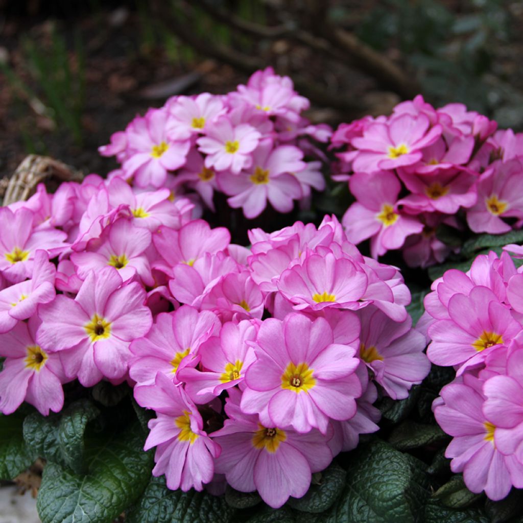 Prímula Woodland Rose - Primula acaulis