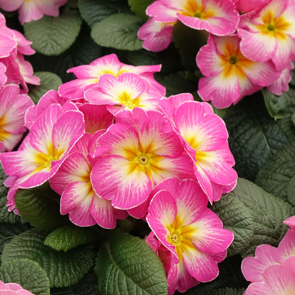 Primula vulgaris Lipstick