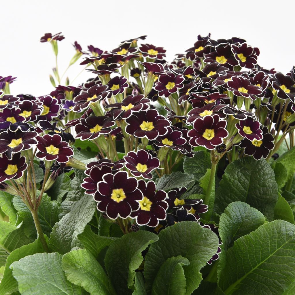 Primula eliator Black Laced