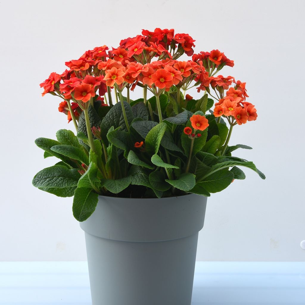 Primevère - Primula elatior Cottage Shades