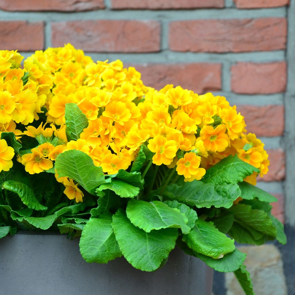 Primula eliator Veristar Yellow Gold