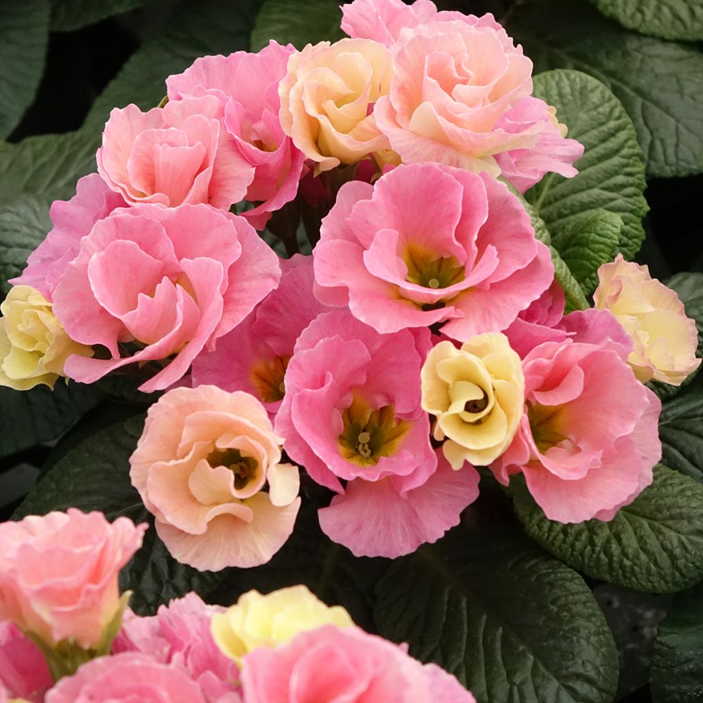 Primula vulgaris Rosebud F1 Tutti frutti