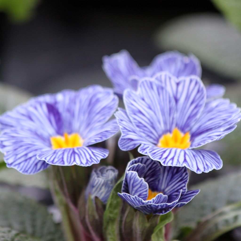 Primula vulgaris Zebra Blue