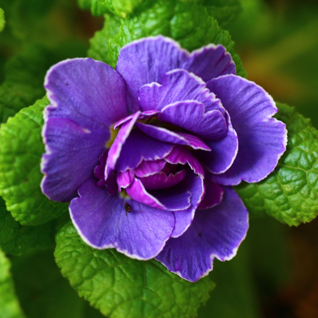 Primula vulgaris Belarina Amethyst Ice