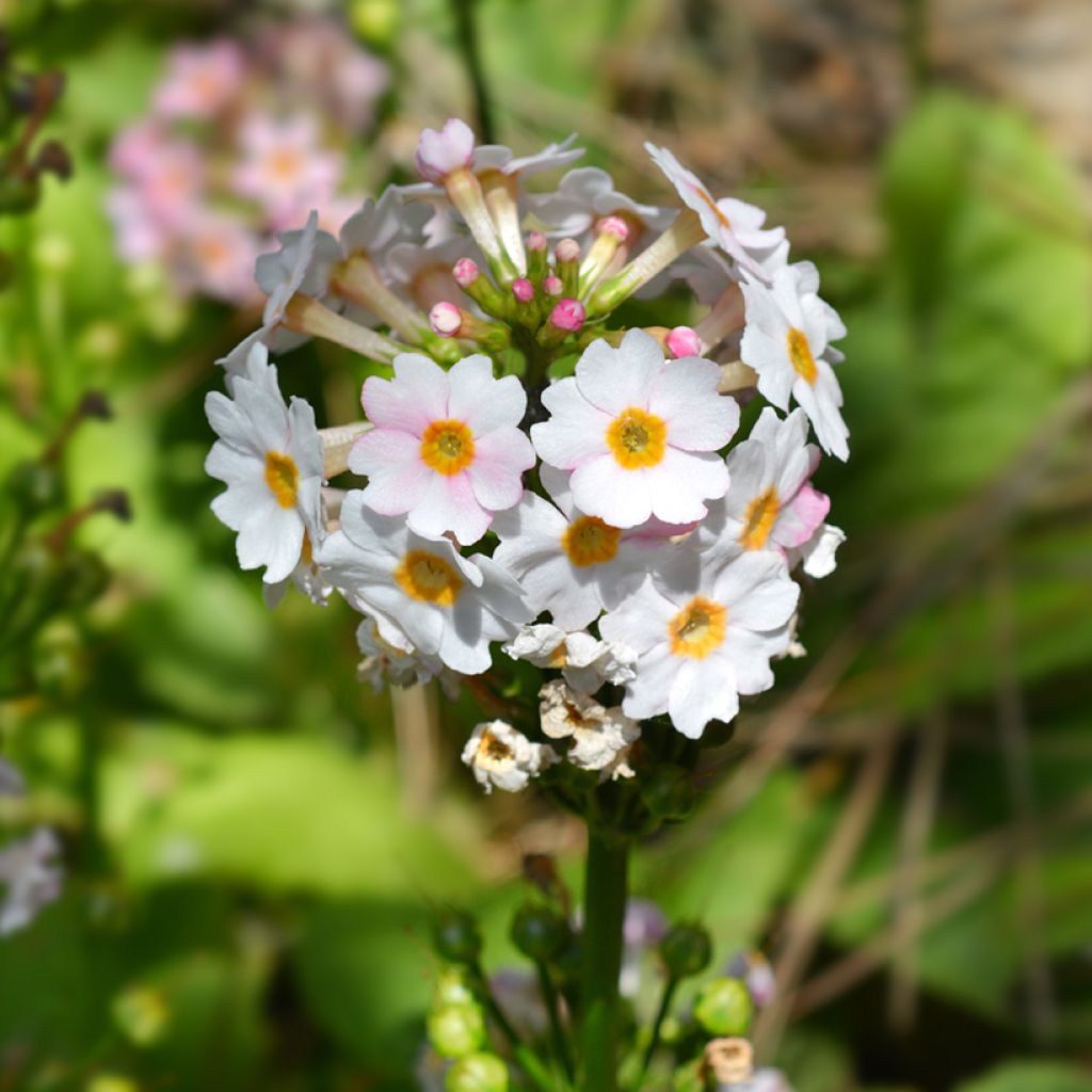 Primula japonica Apple Blossom