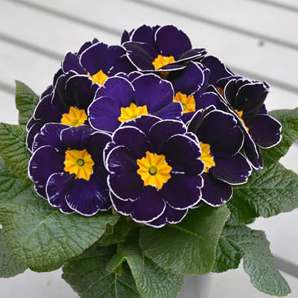 Primula Charlie Deep Blue Edge F1