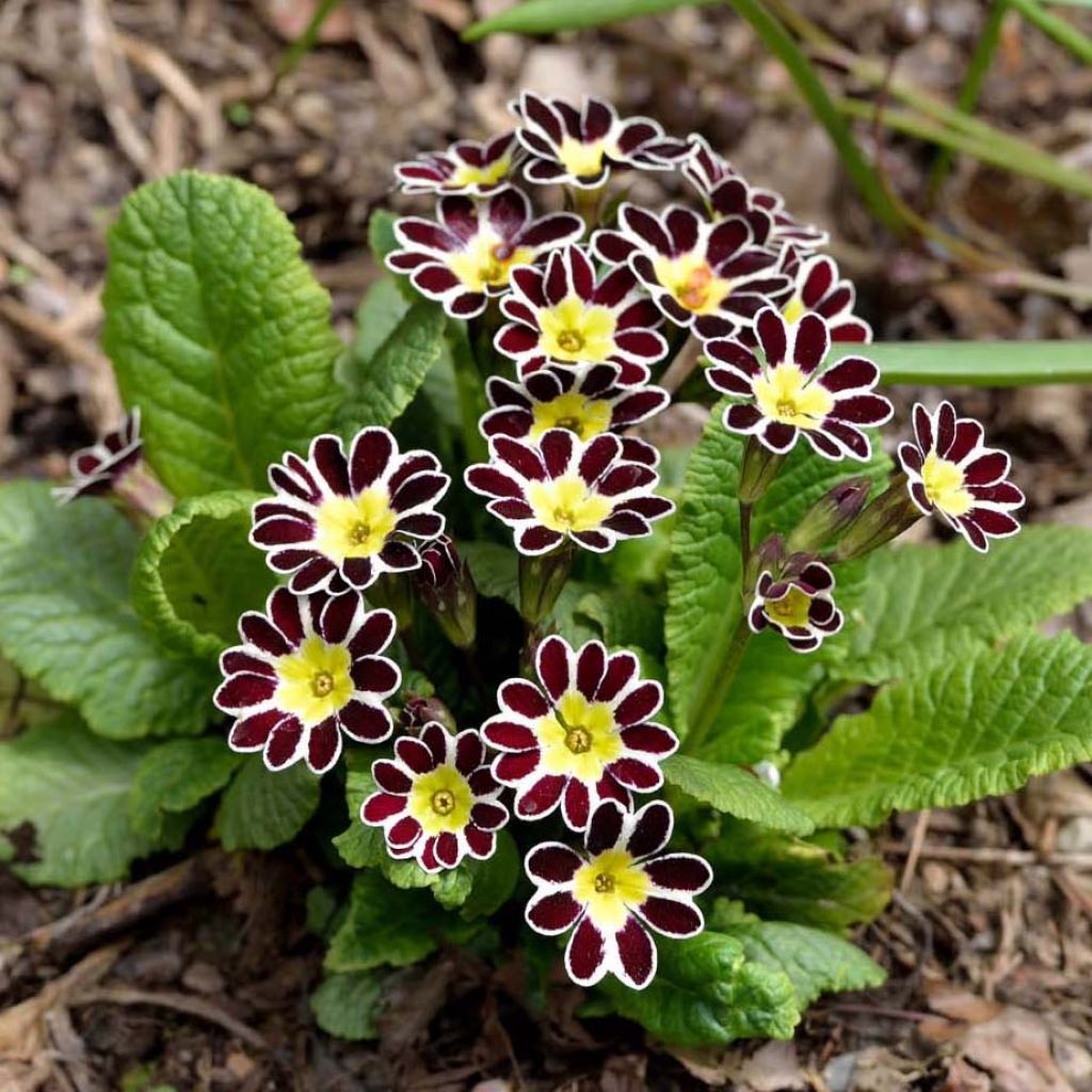 Primula eliator Victoriana Silver Lace Black
