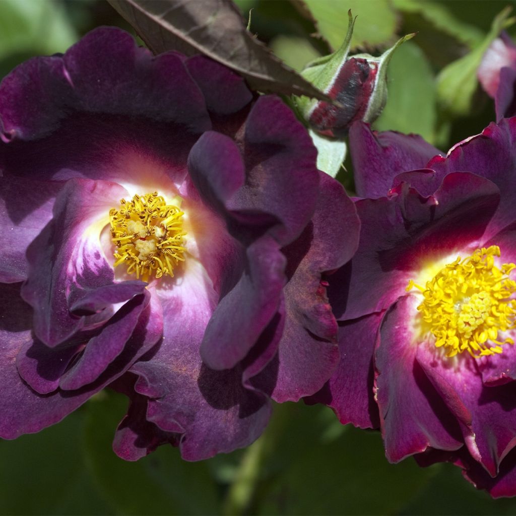Rosier arbustif ou grimpant Princesse Sibilla de Luxembourg®