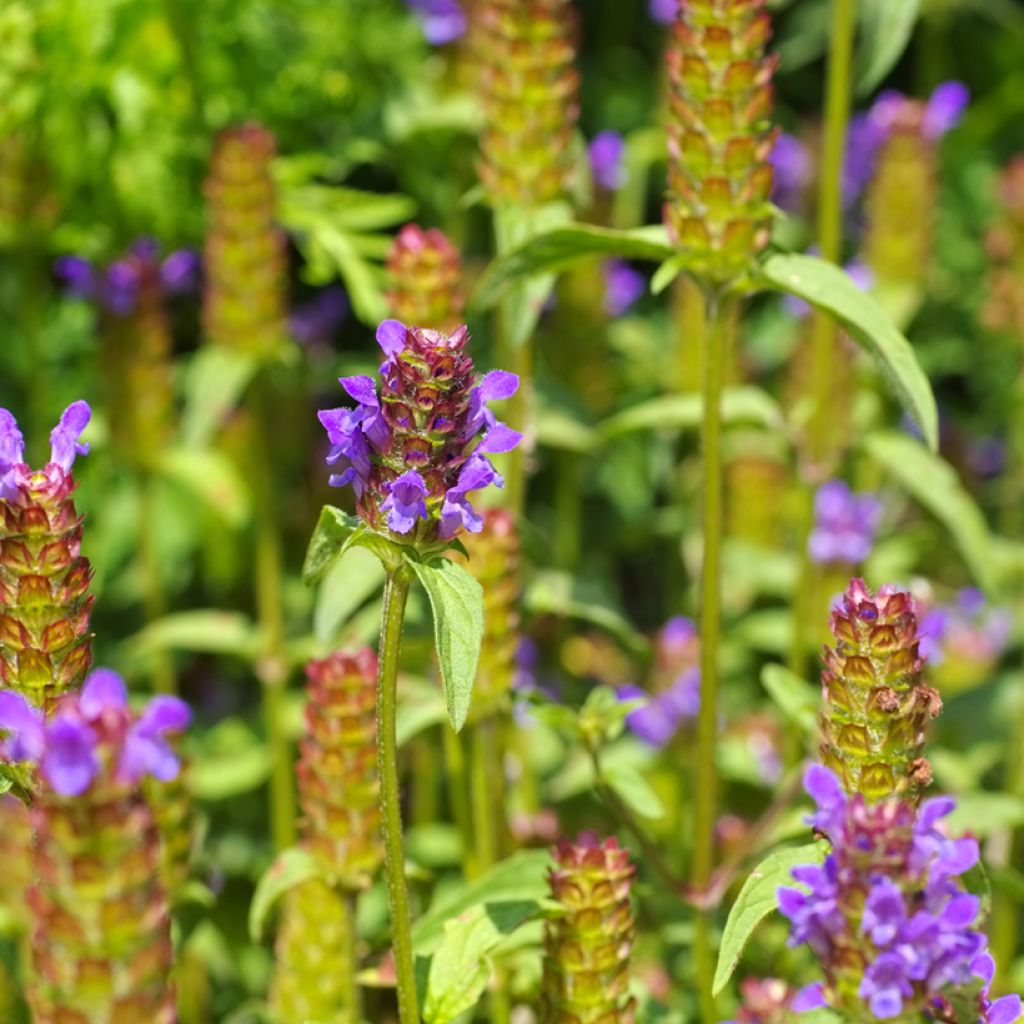 Prunella vulgaris - Consuelda menor