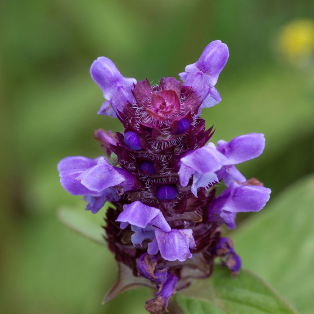 Prunella vulgaris - Consuelda menor