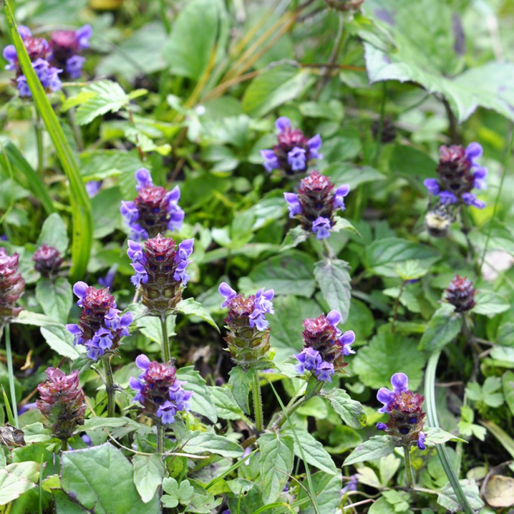Prunella vulgaris - Consuelda menor