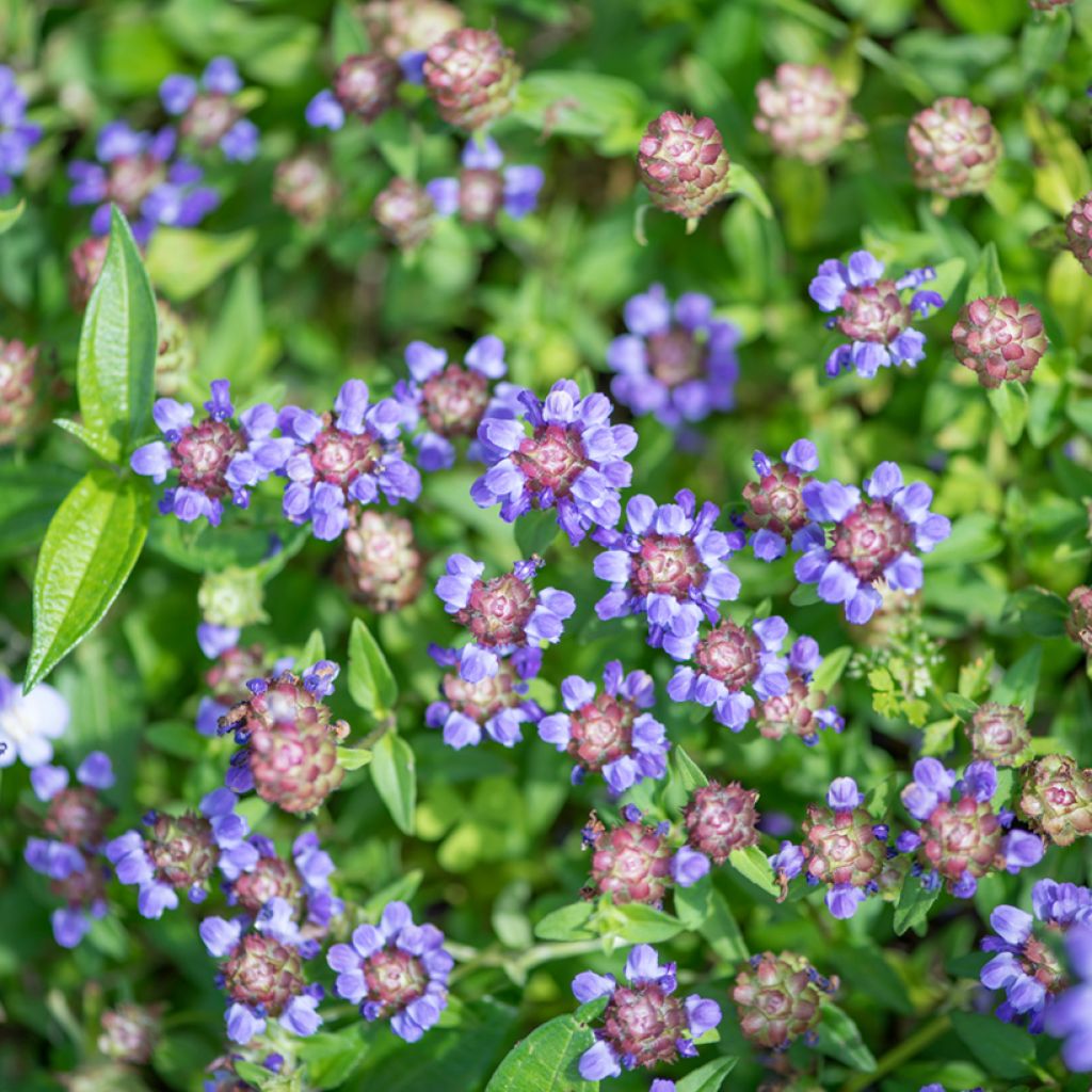 Prunella vulgaris - Consuelda menor