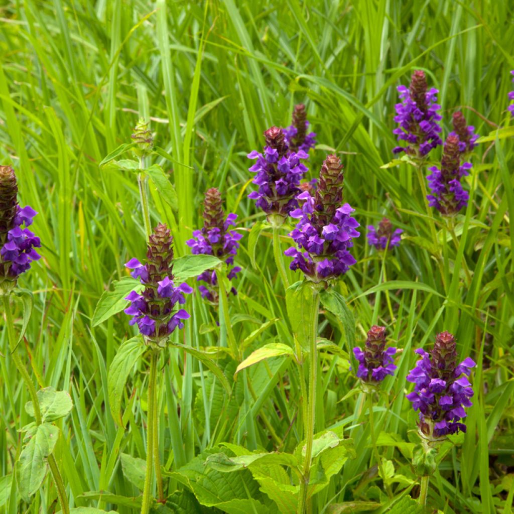 Prunella vulgaris - Consuelda menor