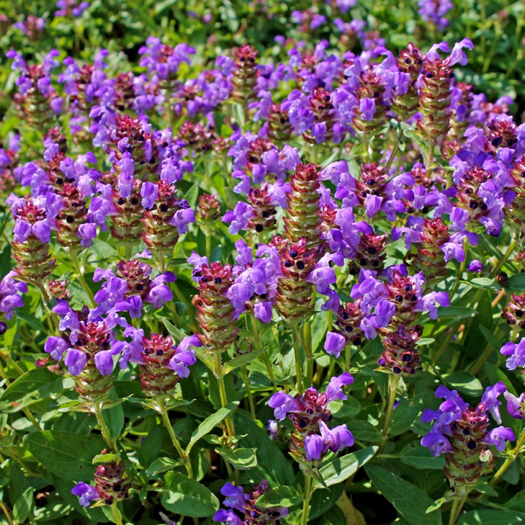 Prunella vulgaris - Consuelda menor