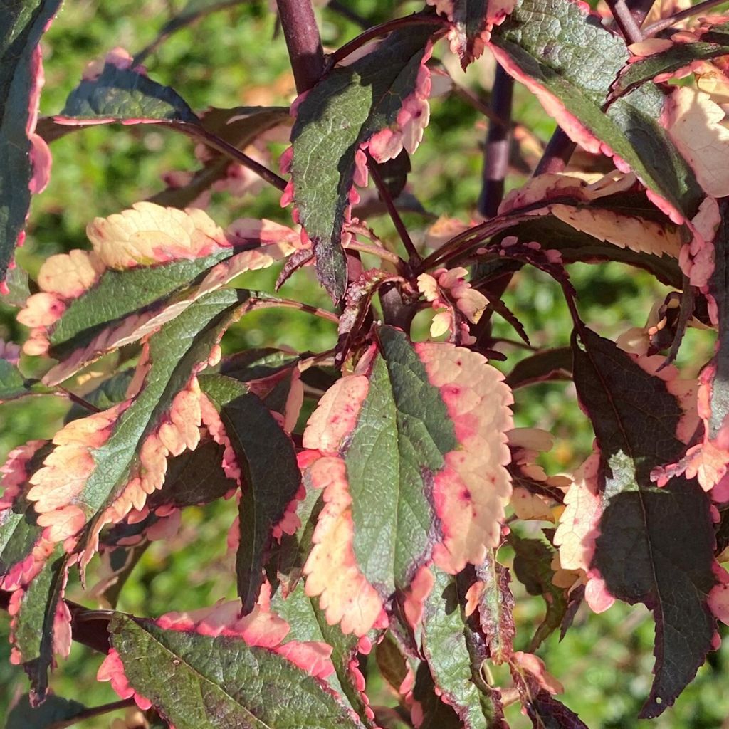 Prunus cerasifera Hessei - Ciruelo de jardín