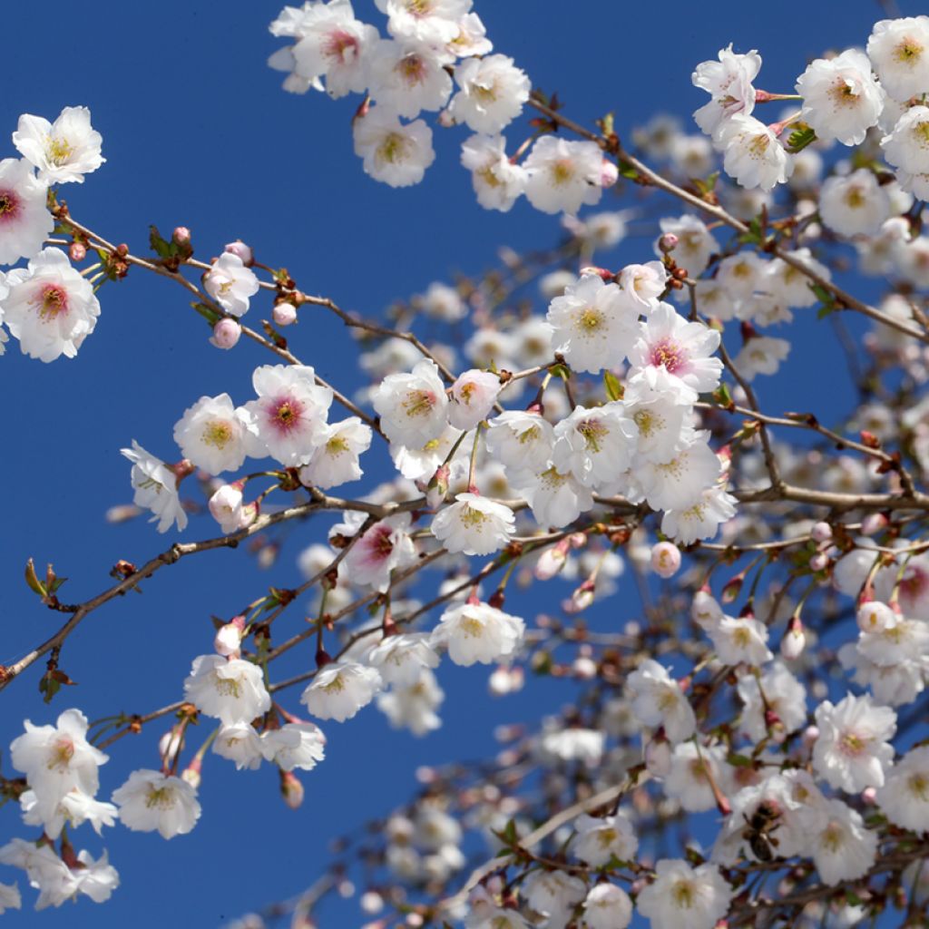 Cerezo de flor Hally Jolivette