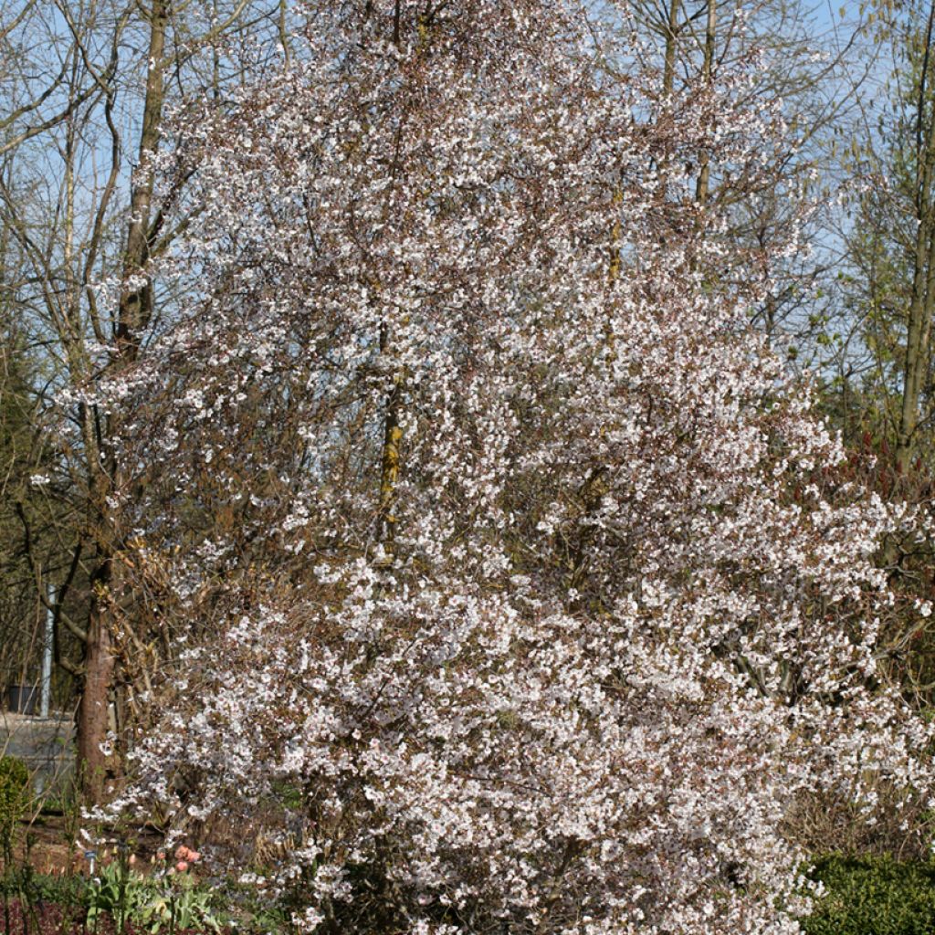 Cerezo de flor Hally Jolivette