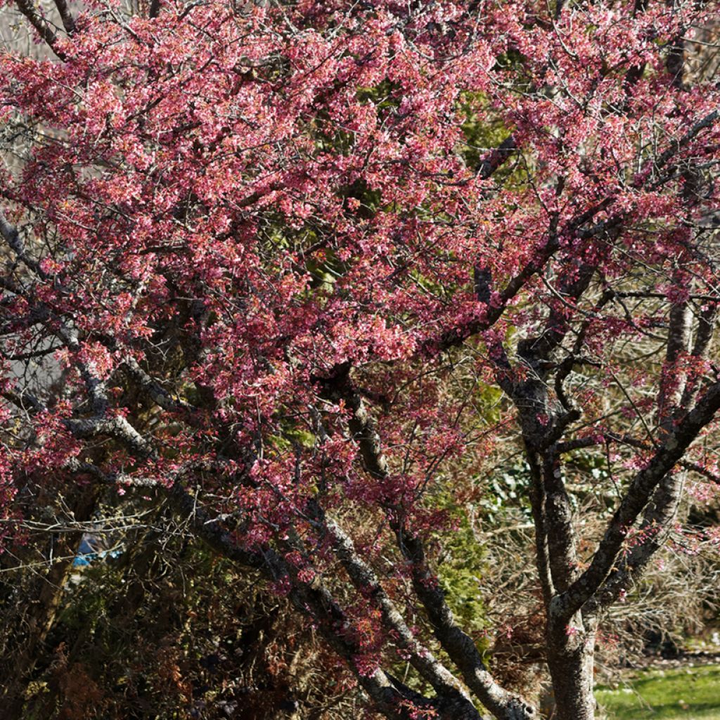 Cerezo de flor Okame