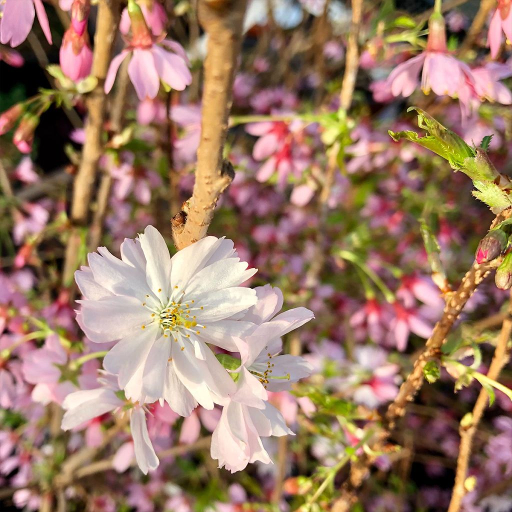 Cerezo de flor Okame