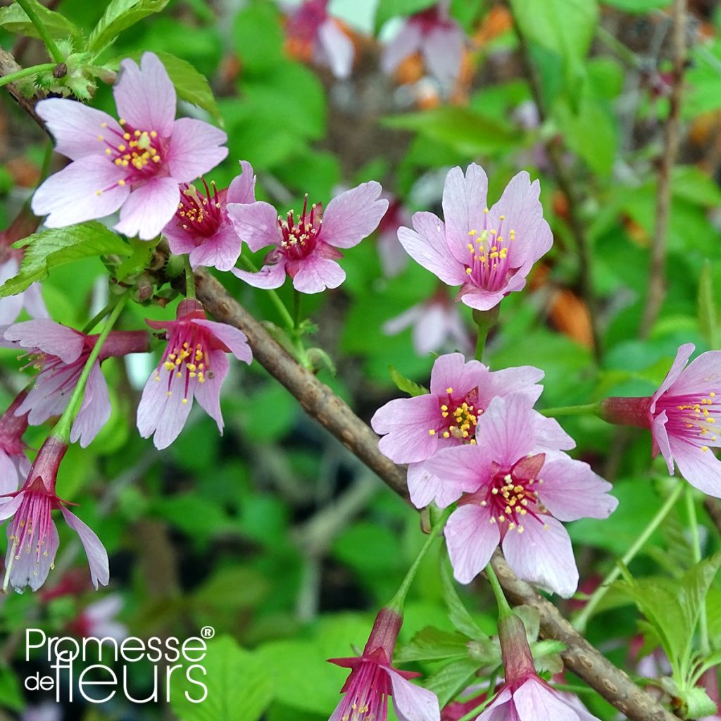 Cerezo de flor Okame