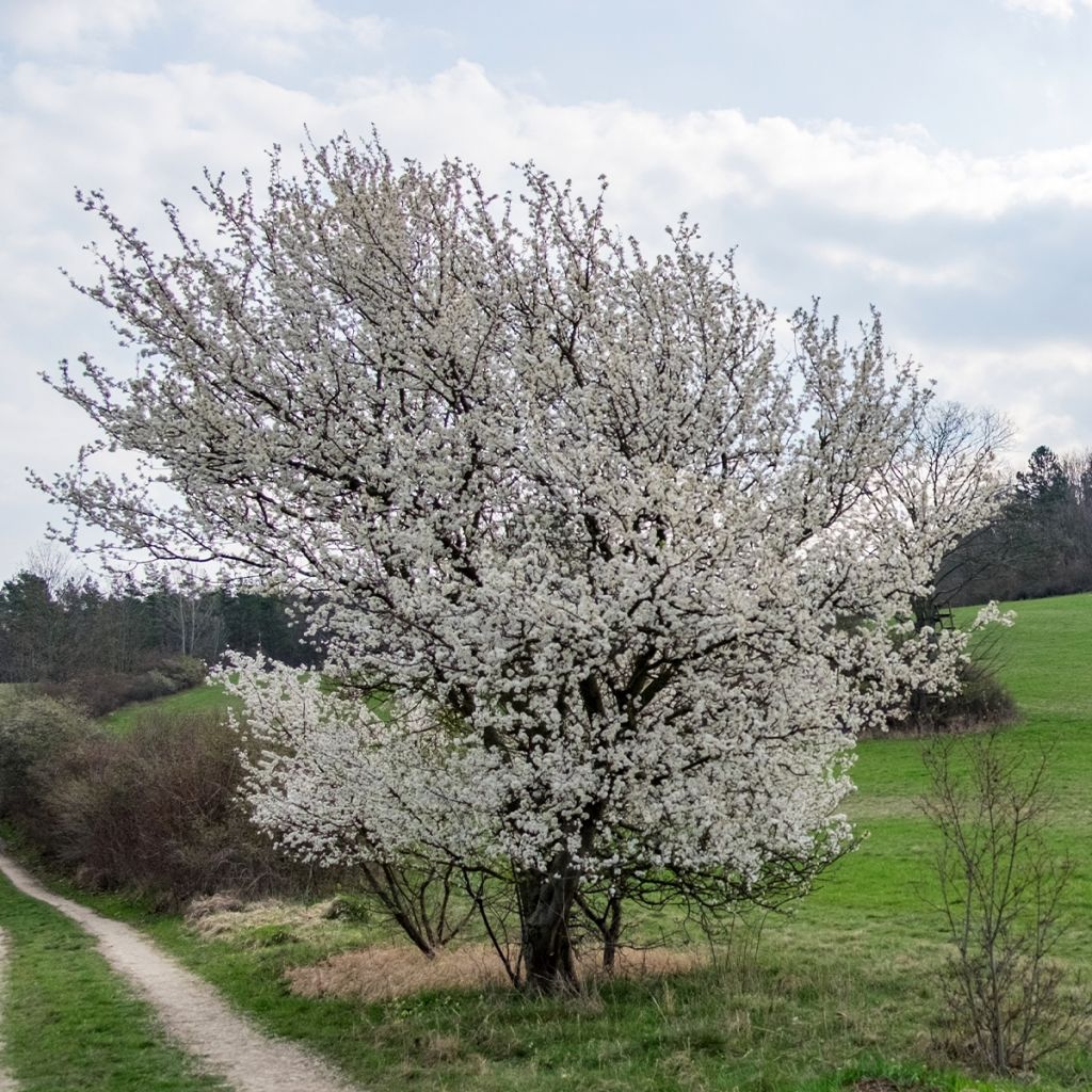 Cerezo de flor The Bride