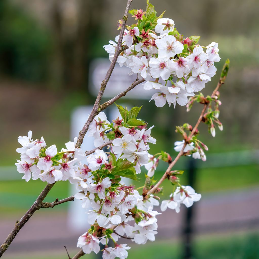 Cerezo de flor Umineko